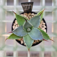 AGAVE 姫吉祥冠