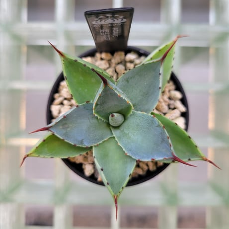 AGAVE 姫吉祥冠