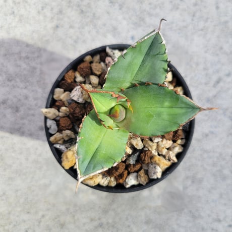 AGAVE FO-076 TRICERATOPS
