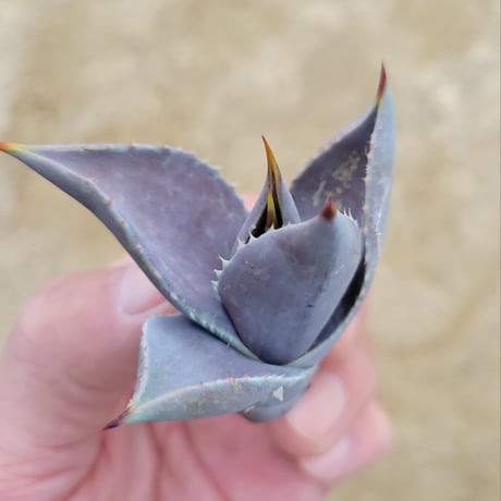 MANGAVE BLOOD SPOT × MACROACANTHA
