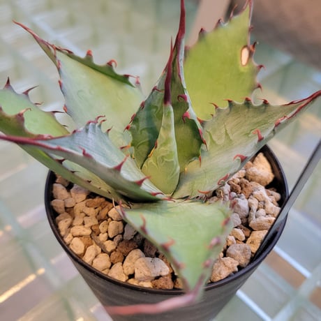 AGAVE SHAWPOT SHAWII × POTATORUM