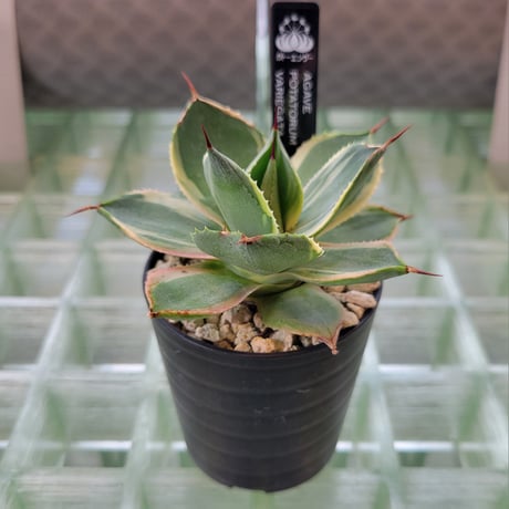 AGAVE POTATORUM VARIEGATA