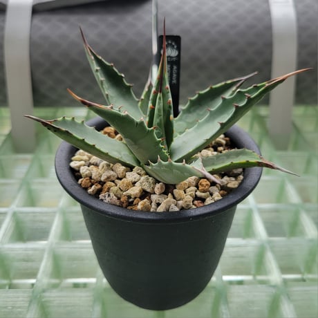 AGAVE MONTANA BIG SKY