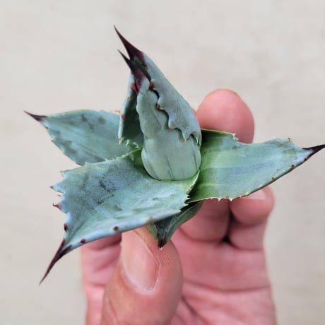 AGAVE MONTANA LIME FLASH