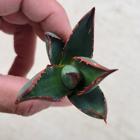 AGAVE GHIESBREGHTII MEDIOPICTA ZTF