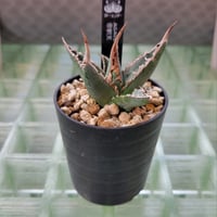 AGAVE 帝釈天