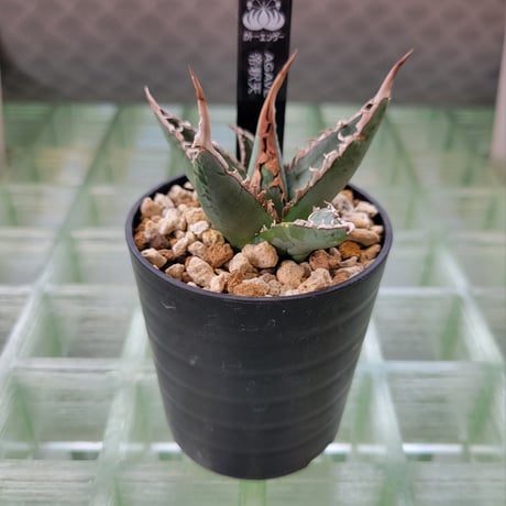 AGAVE 帝釈天