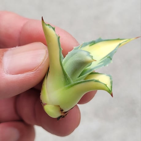 AGAVE OVATIFOLIA AWAKENING ANGEL