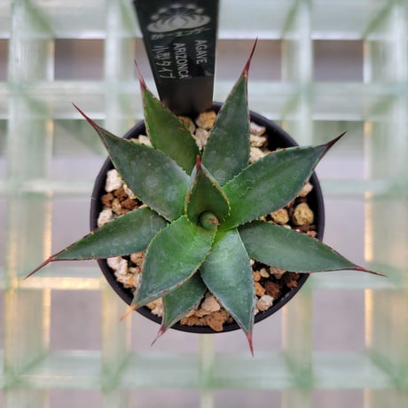 AGAVE ARIZONICA 小型タイプ