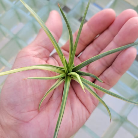 AGAVE 吹上錦