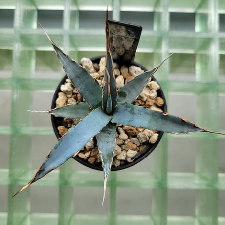 AGAVE UTAHENSIS NEVADENSIS×KERCHOVEI(SP.) 【カトーエンゲーハイブリッド】