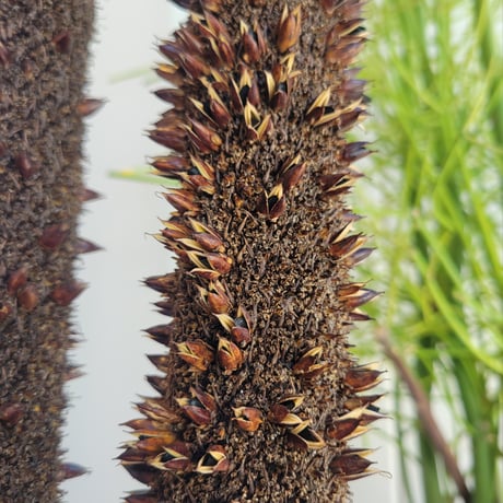 XANTHORRHOEA GLAUCA HYBRID 種子