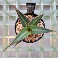 AGAVE LOPHANTHA GOLD FINGER