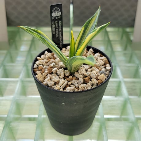 AGAVE AMERICANA LIME EDGE 黄中縞斑