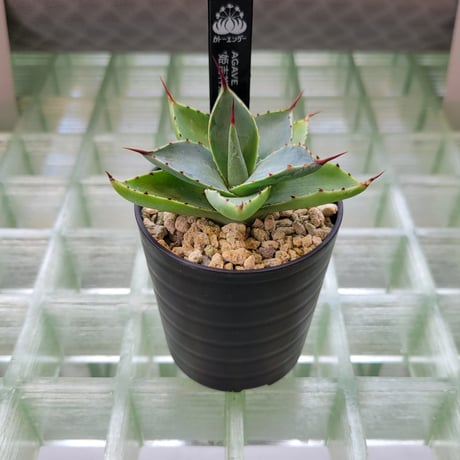 AGAVE 姫吉祥冠