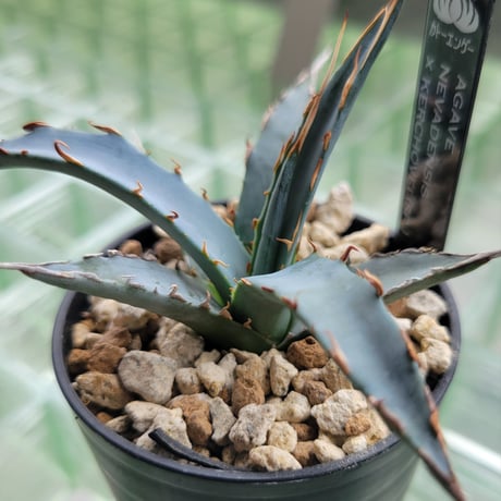 AGAVE UTAHENSIS NEVADENSIS×KERCHOVEI(SP.) 【カトーエンゲーハイブリッド】