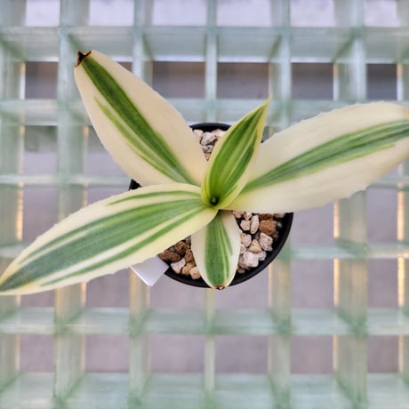 AGAVE DESMETTIANA 雪月花