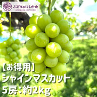お得用】 種なし巨峰 5房：約1.8kg | ぶどうのにしかわオンラインショップ