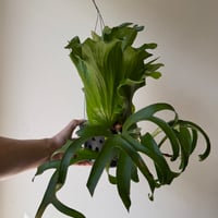 P. coronarium 'Thailand Dwarf'
