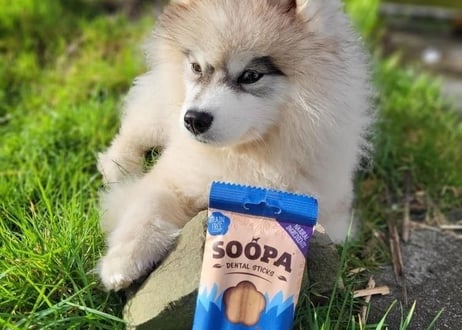 《SOOPA》APPLE&BLUEBERRY STICKS(アップル&ブルーベリースティック)