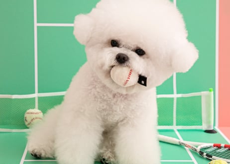 《BITE ME》ミニスポーツボールおもちゃセット（3個入り）