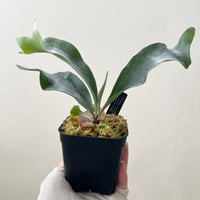 P. bifur sp. white  sporeling（ビフル sp. ホワイト）（ 白ビフ ）ビカクシダ　胞子培養／自家栽培／ポット苗／着生植物【Ｐ１３２】
