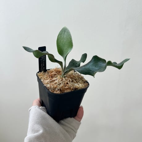 platycerium | STORES