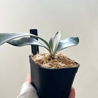 P. white Mr.Oat sporeling（ ホワイトミスターオート ）ビカクシダ　胞子培養／自家栽培／ポット苗／着生植物【Ｐ３１】〈参考画像あり〉