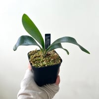P. Blue Diamond sporeling（ ブルーダイアモンド ）ビカクシダ　胞子培養／自家栽培／ポット苗／着生植物【Ｐ２０】〈参考画像あり〉