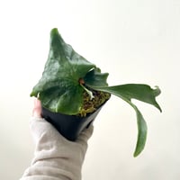 P. coronarium wild sporeling（ コロナリウム ）ビカクシダ　胞子培養／自家栽培／ポット苗／着生植物【Ｐ１６】