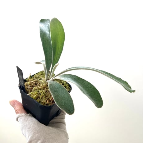 CATEGORY veitchii （monster veitchii) | MaTsuRu（