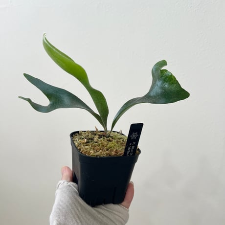 MaTsuRu（ビカクシダ／胞子培養・板付け販売）