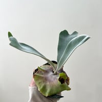 P. willinckii ‘Scofield Tatsuta’ sporeling（ ウィリンキースコフィールドタツタ ）ビカクシダ　胞子培養／自家栽培／ポット苗／着生植物【Ｐ９８】〈参考画像あり〉