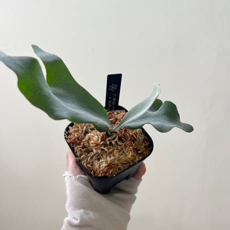platycerium | STORES