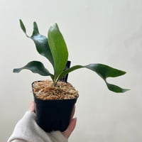 P. white Mr.Oat sporeling（ ホワイトミスターオート ）ビカクシダ 胞