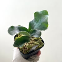 P. white Mr.Oat sporeling（ ホワイトミスターオート ）ビカクシダ　胞子培養／自家栽培／ポット苗／着生植物【Ｐ３２】〈参考画像あり〉