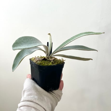 CATEGORY veitchii （monster veitchii) | MaTsuRu（