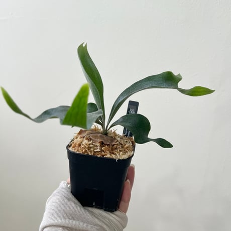 platycerium | STORES