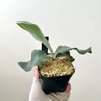 P. white Mr.Oat sporeling（ ホワイトミスターオート ）ビカクシダ　胞子培養／自家栽培／ポット苗／着生植物【Ｐ１０２】〈参考画像あり〉