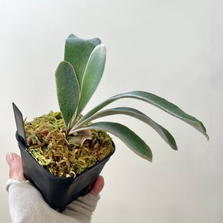 CATEGORY veitchii （monster veitchii) | MaTsuRu（