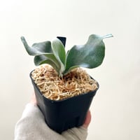 P. white Mr.Oat sporeling（ ホワイトミスターオート ）ビカクシダ　胞子培養／自家栽培／ポット苗／着生植物【Ｐ３０】〈参考画像あり〉