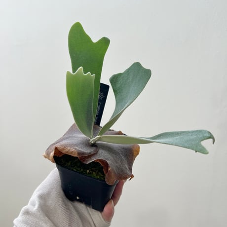 platycerium | STORES