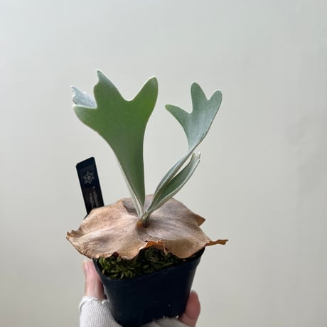 platycerium | STORES