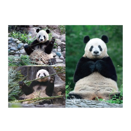 A5ファイル香暁蕾展出記念-特典限定