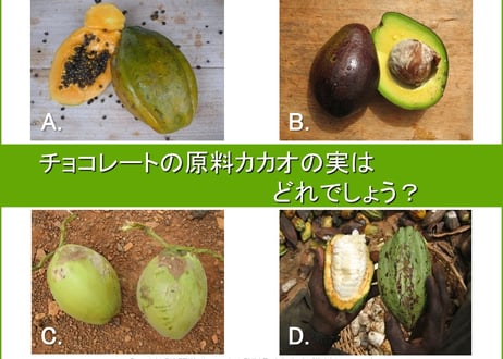 教材「おいしいチョコレートの真実」ダウンロード教材セット