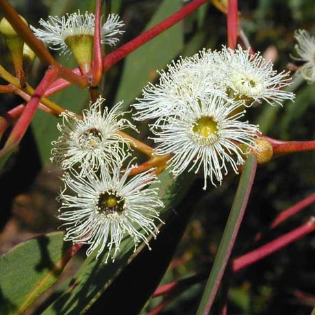 HIG Blackbutt 1Kg