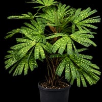 Licuala mattanensis 'Mapu' sp リクアラ　マプー【希少品】/ 0419