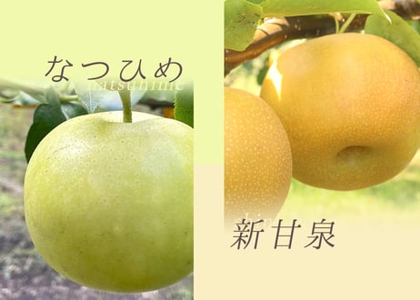鳥取の「新甘泉」と「なつひめ」詰め合わせ　4キロほど CATEGORY 日本梨 詰め合わせ | 大石果樹園