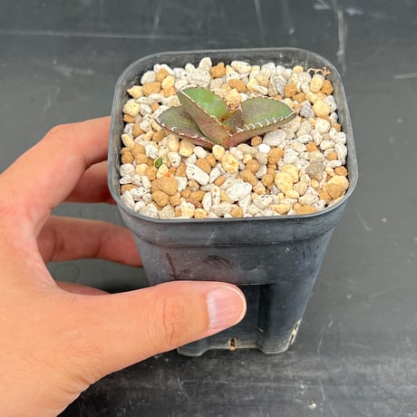 【アガベ オテロイ 実生】Agave oteroi seedling