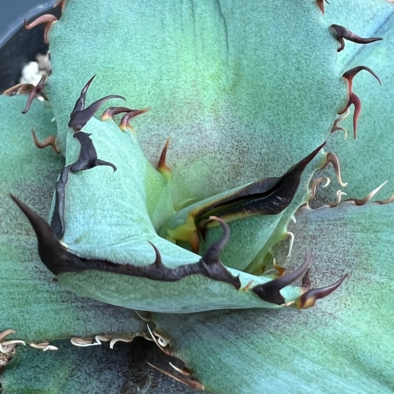 アガベ オテロイ 実生】Agave oteroi seedling | MINO GREEN